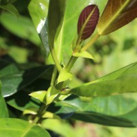 Aporosa latifolia Thwaites